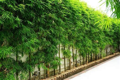 outdoor bamboo plants for privacy.